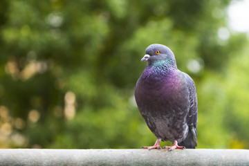 Dove grey is sitting on the crossbar. Beautiful pigeon close up. City birds. Pigeons of the Church. The bird view. 