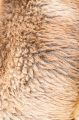 Wool Sheep texture, background