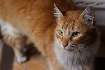 Yard ginger cat on moroccan streets