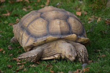 Giant tortoise 