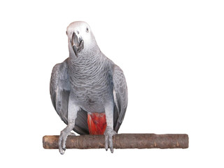 African grey parrot isolated on white background