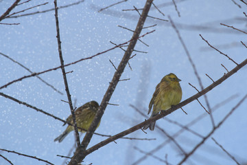 bird