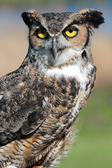 Great Horned Owl (Bubo virginianus) (Controlled Setting, Rehabil