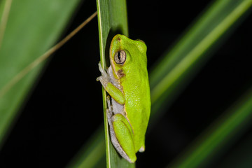 Green Treefrog