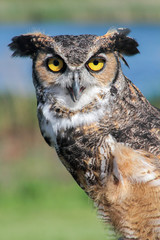 Great Horned Owl (Bubo virginianus) (Controlled Setting, Rehabil