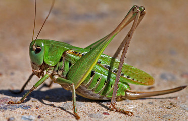 Grasshopper