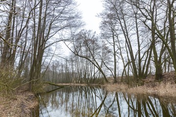 Fototapeta na wymiar River in springtime forest in Poland