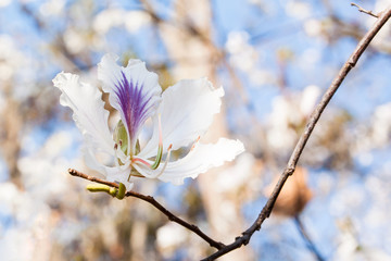 Beautiful blossom Bauhinia variegata bloom in Nan province, Thailand