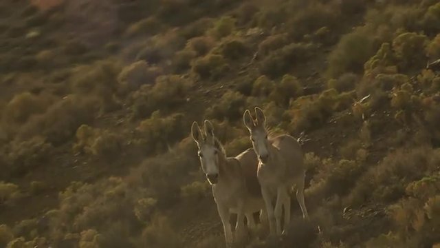 An aerial of wild burros or donkeys on a cliff.