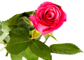 the flower a rose on a white background