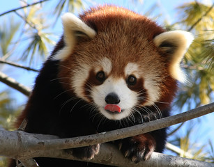 Red Panda Sticking Tongue Out