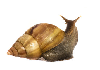 Garden Snail in front of white background