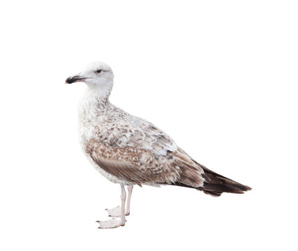 Sea gull, isolated on white background