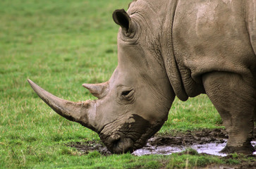 Fototapeta premium Drinking Rhino