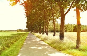 Fototapeta premium Idyllic footpath through fields and forest, nature background. Country road or street through an idyllic landscape in summer. Forest, fields with lens flare.