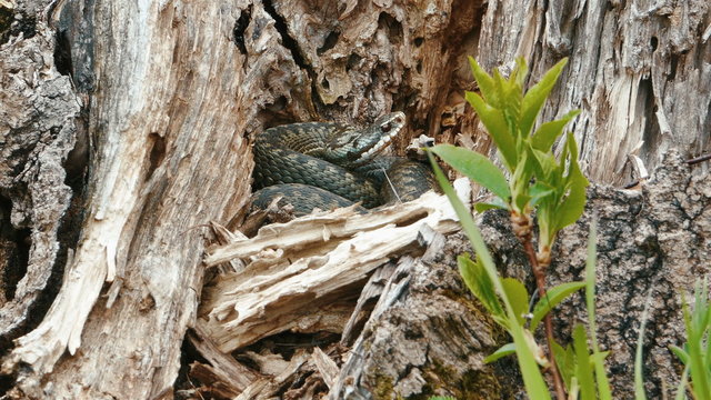 Viper (Vipera Berus) Poisonous Snake in Stump