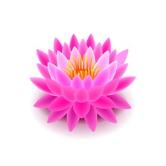 Fototapeta premium Lotus flower isolated on white vector