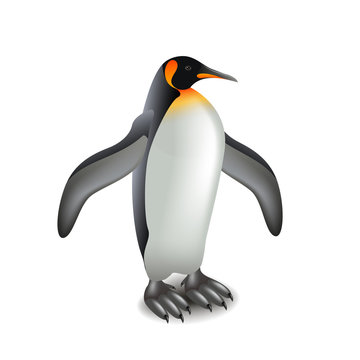 Penguin isolated on white vector