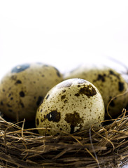 Naklejka na ściany i meble Quail eggs in nest, macro