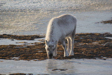 Grasendes Rentier auf Spitzbergen (Campingplatz)