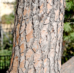 Trunk and maritime pine bark 