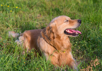 Golden Retriever lying on the green grass