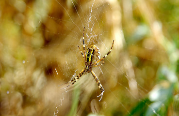 Wasp spider argiope bruennichi