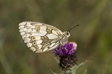 Melanargia galathea, Schachbrett, Damenbrett - Marbled White