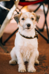 Young Rough Coated Jack Russell Terrier Dog. Small terrier