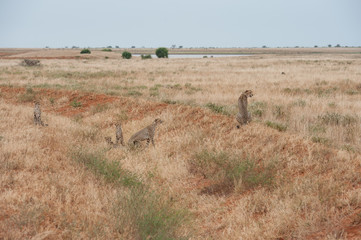 cheetah © Herbert