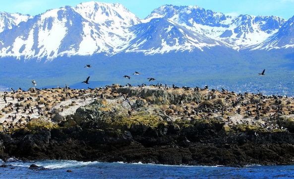 Cormorani nel canale di Beagle, Ushuaia