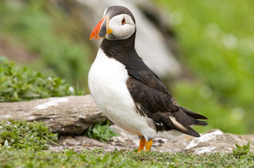 Portrait of atlantic puffin head, Fratercula arctica, watching t
