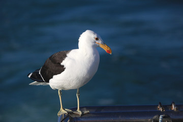 gaviota