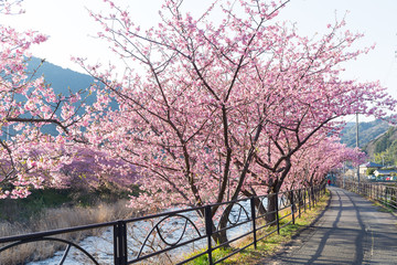 Sakura flower tree in kawazu city