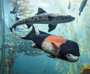 Obraz na płótnie Canvas Fishes in Monterey Bay Aquarium