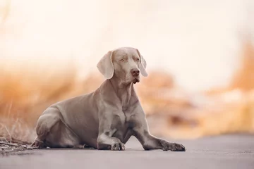 Foto op geborsteld aluminium Hond weimaraner dog lying down at sunrise