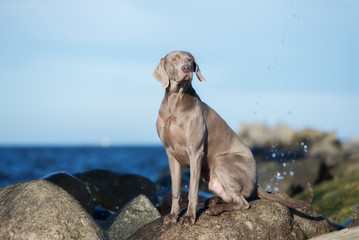 weimaraner dog posing at the beach