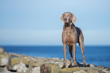 weimaraner dog posing at the beach