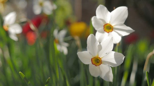 Beautiful spring flower Narcissus poeticus in the garden on the wind 4K 2160p 30fps UltraHD footage - Beautiful Narcissus pair plant in natural environment 4K 3840X2160 UHD video 