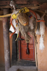 ritual goat in the Himalayas