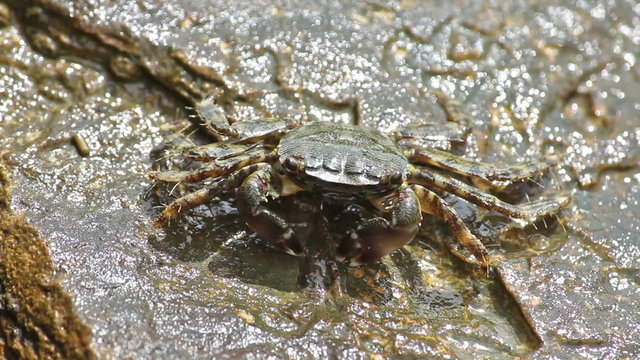 A little mimetic crab is walking on a rock, eating in a bright, sunny day