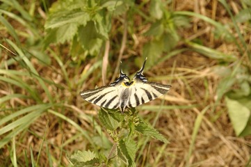 Canadian tiger swallowtail