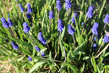 весенние цветы