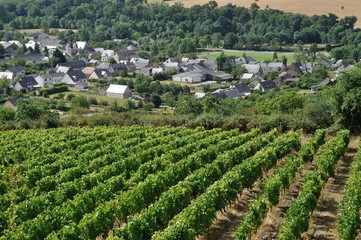 Vineyard in France