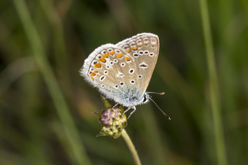 Polyommatus icarus, Common Blue butterfly from Lower Saxony, Germany