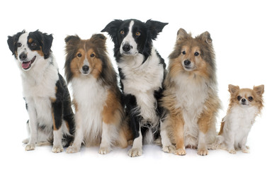 five beautiful dogs