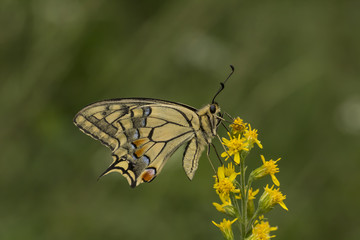 Papilio machaon, Schwalbenschwanz aus Niedersachsen