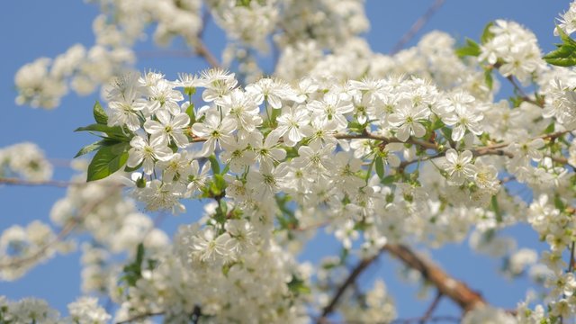 White cherry-tree blossoms against blue sky early spring nature colors 4K 2160p UltraHD video - Cherry tree and blue sky natural background 4K 3840X2160 30fps UHD footage 