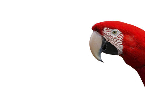 Fototapeta Macaw parrot red. Bird parrot guacamayas. The head of a parrot on a white isolated background.