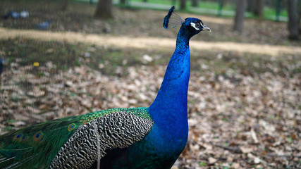 Obraz premium Peacock
